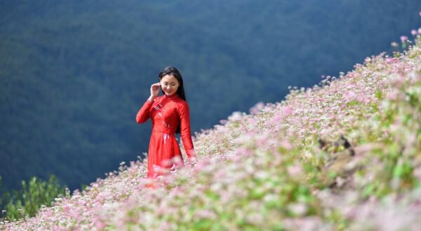 Hà giang tam giác mạch