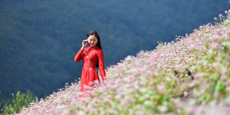 Hà giang tam giác mạch