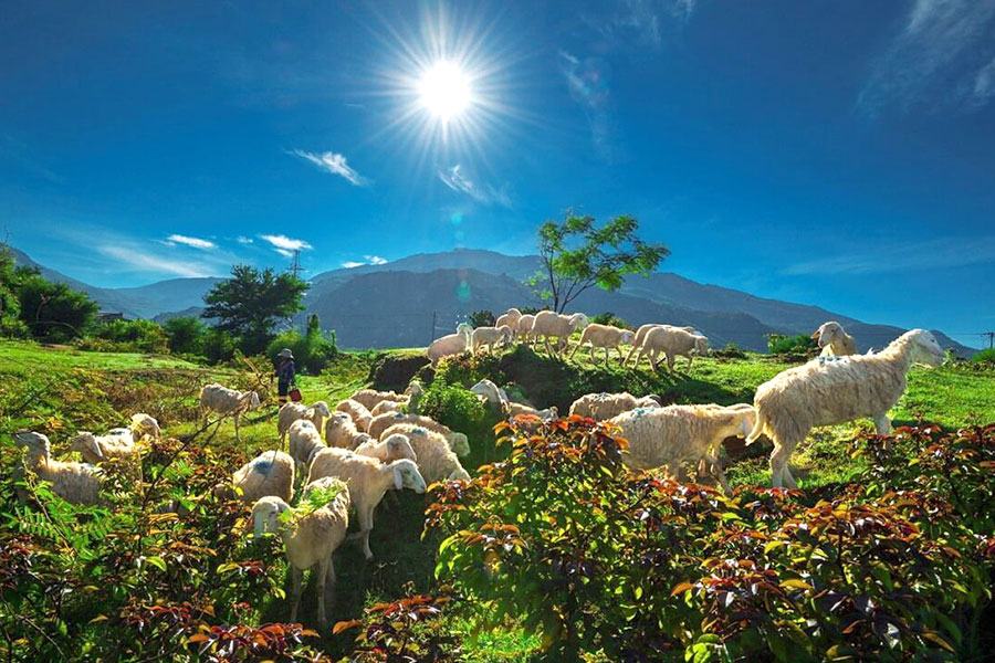 đồng cừu an hòa